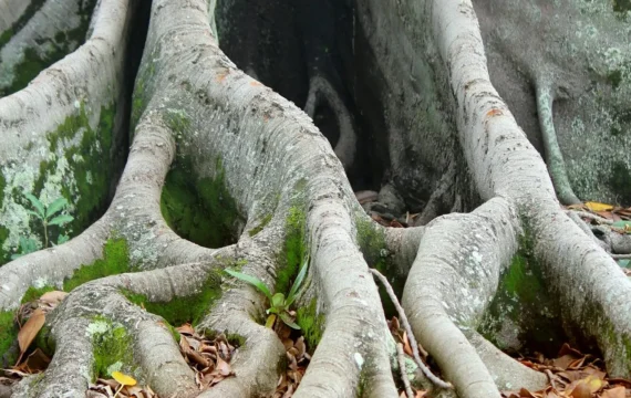 Massive tree roots covered in moss and fallen leaves spread across the ground, creating intricate patterns and textures in a natural setting.