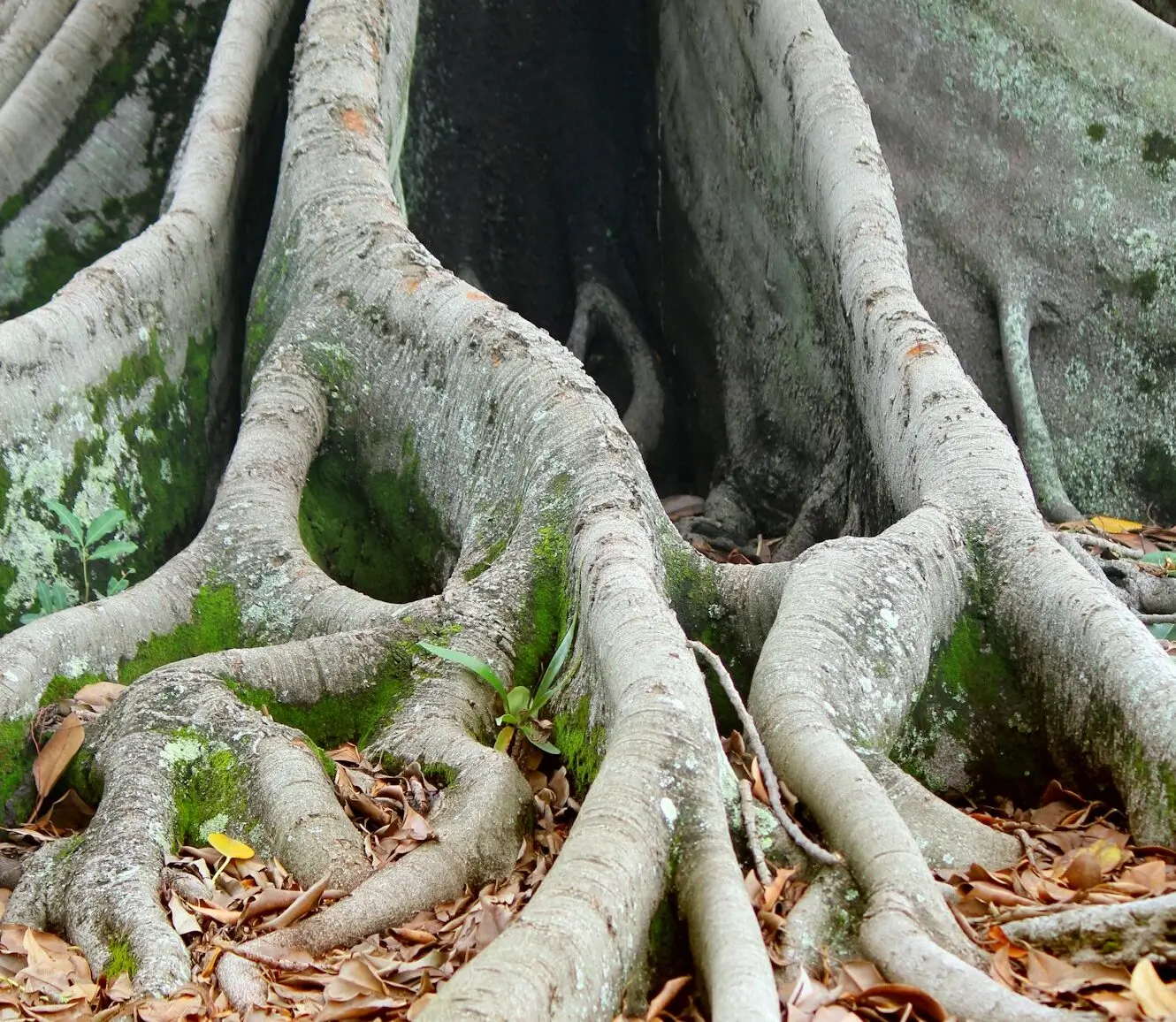 Massive tree roots covered in moss and fallen leaves spread across the ground, creating intricate patterns and textures in a natural setting.