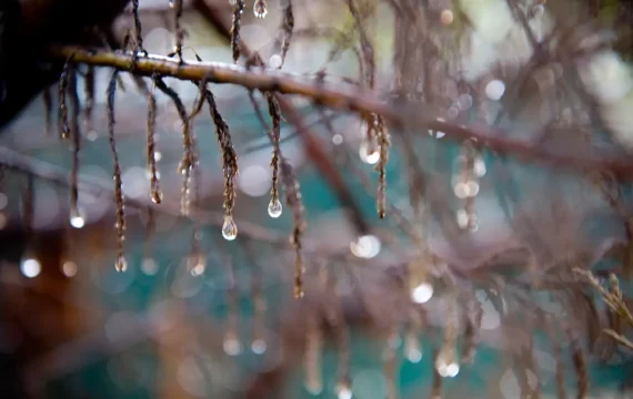 Water droplets glisten on thin branches, capturing sunlight and creating a sparkling effect. Background softly blurred with bokeh highlights enhancing the scene.