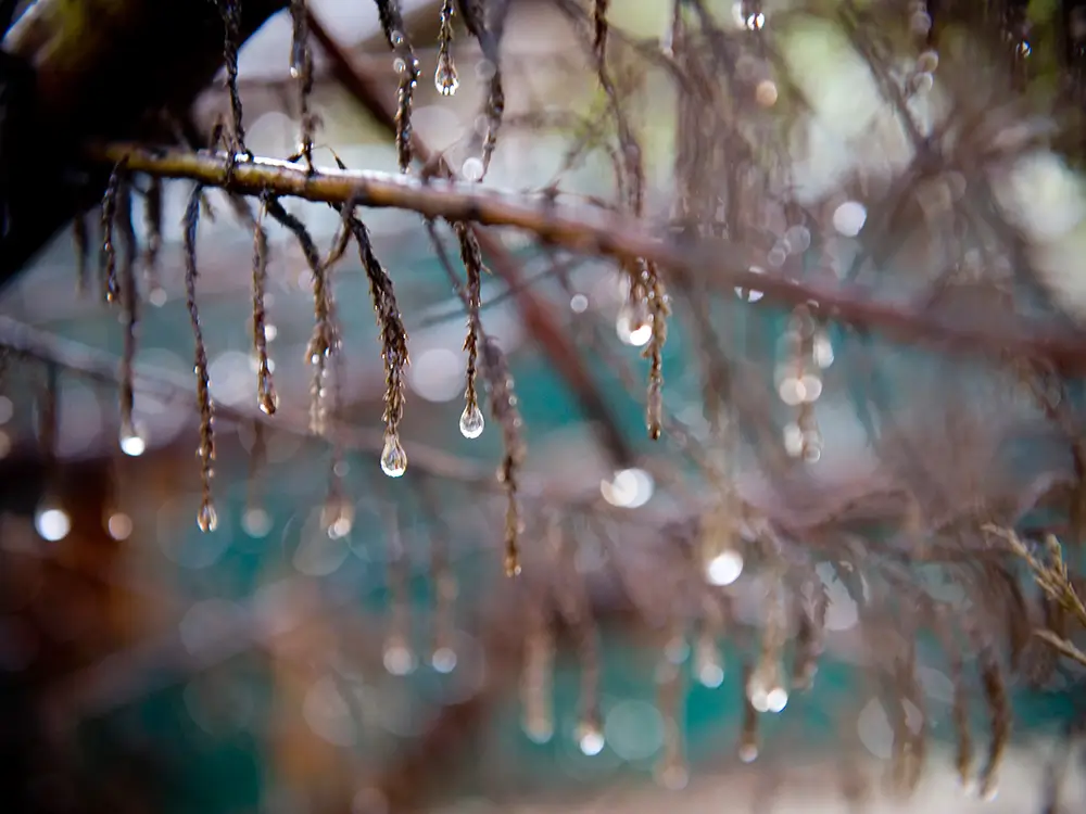 Water droplets glisten on thin branches, capturing sunlight and creating a sparkling effect. Background softly blurred with bokeh highlights enhancing the scene.